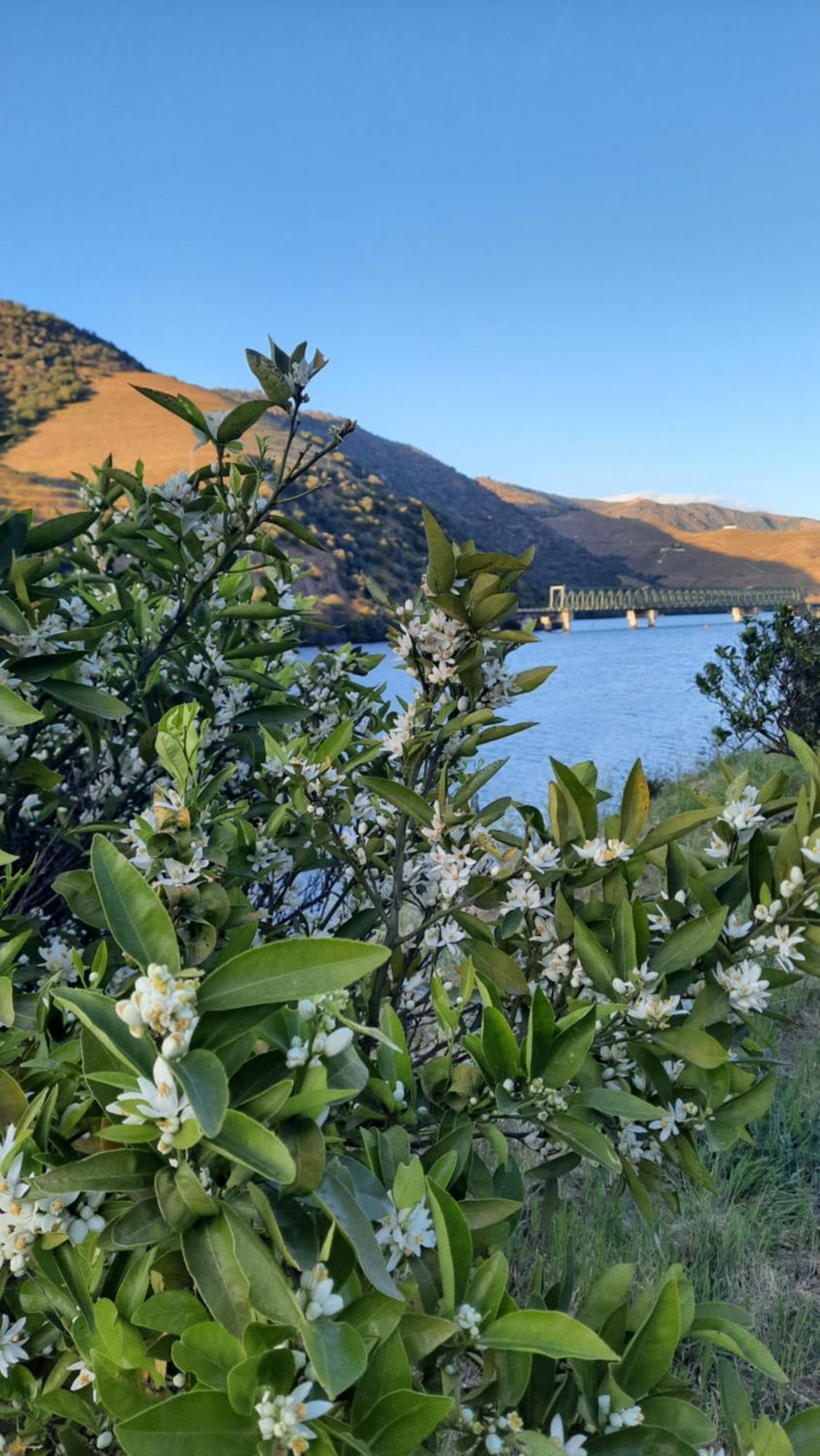 Ferradosa Guesthouse Vale de Figueira Dış mekan fotoğraf